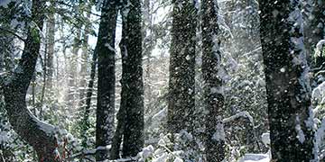 winter woods